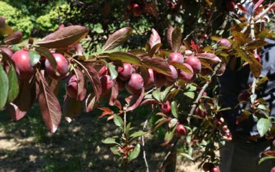 Jornada sobre etiquetado de frutales