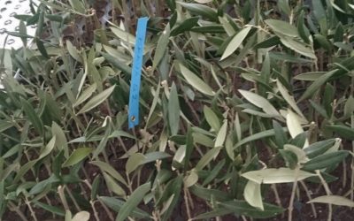 Viveristas de ASVINOR serán los primeros en reproducir olivos gallegos