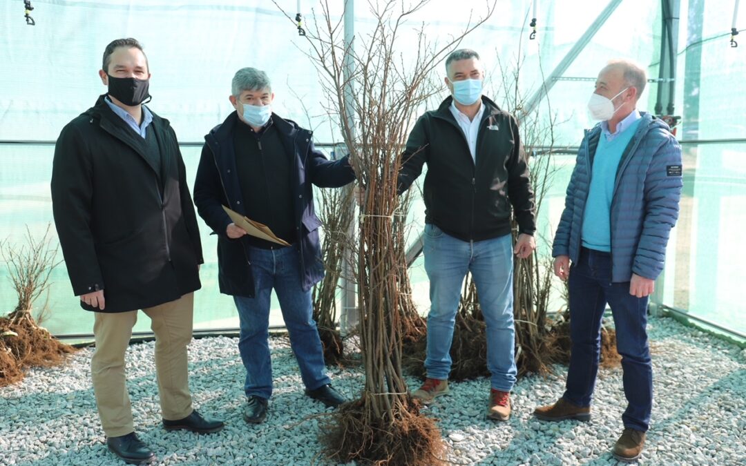 La Xunta impulsa la plantación de castaños autóctonos para incrementar en los montes gallegos la superficie dedicada al cultivo de su fruto