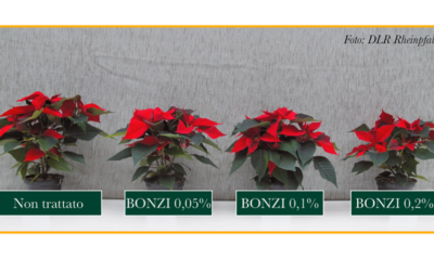 Bonzi®, el regulador del crecimiento que ayuda a gestionar de forma totalmente precisa y eficiente la producción de planta ornamental