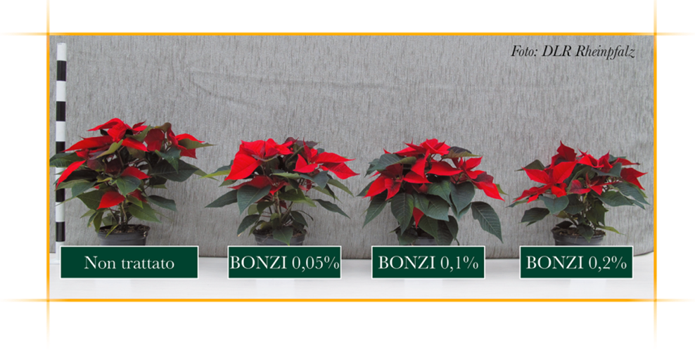 Bonzi®, el regulador del crecimiento que ayuda a gestionar de forma totalmente precisa y eficiente la producción de planta ornamental